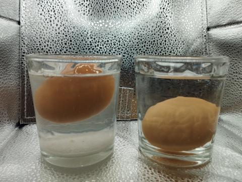 flotación ovo en auga con sal