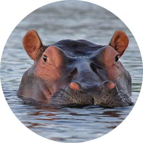 Hippo Kenia