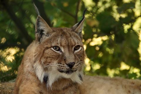 Lince